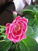 IMG_7696.webp