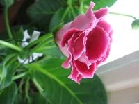IMG_7702.webp