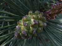  010_thumb.webp