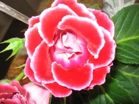 IMG_7827.webp