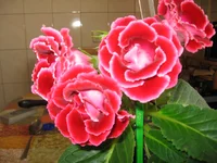 IMG_7828.webp