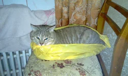IMAG0420.webp