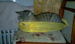 IMAG0417.webp