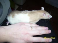 100_3359.webp