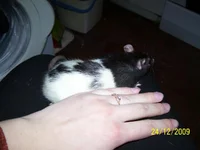 100_3367.webp
