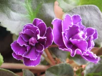 Ward Brown _9366.webp