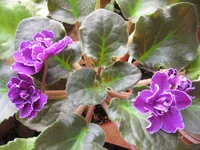 Ward Brown _9367.webp