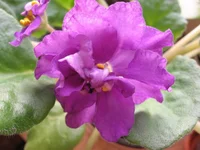 -Арабская ночь9369.webp