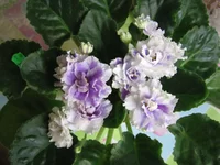 -Сливовый коктейль_9370.webp