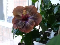 T3scb.webp