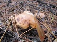 somWF.webp