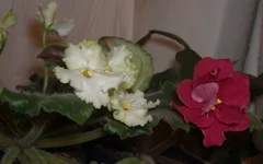 -Белые наливы и Арапаха.webp