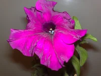 05012011678.webp