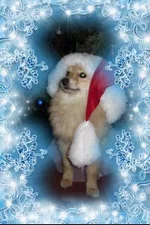 pic.webp