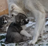  щены Иры 31.12 151.webp