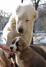  щены Иры 31.12 022.webp