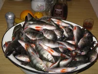 10 kg.webp