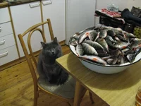 cat&fish.webp
