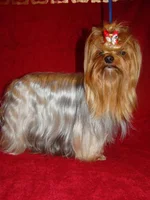 DSC08556_thumb.webp