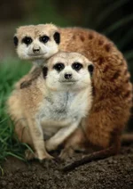 1343662025_1343569756_funny_animals_01318_002.jpg