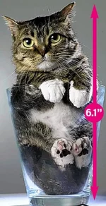 camyj_malenkij_kot.webp