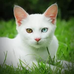 %D0%9A%D0%B0%D0%BE-%D0%BC%D0%B0%D0%BD%D0%B8.webp