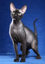 9F%D0%B5%D1%82%D0%B5%D1%80%D0%B1%D0%BE%D0%BB%D0%B4.jpg