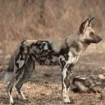 african-wild-dog_2.webp