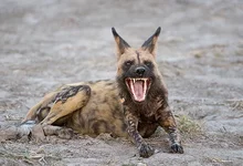 african-wild-dog_7.webp