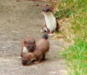 Suffolk-stoats.webp