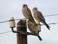 Male_and_female_Lesser_Kestrels.webp