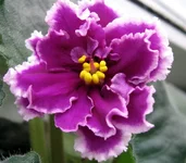 -Русский сувенир.webp