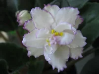 Fredette’s Sweet Jenny _9422.webp