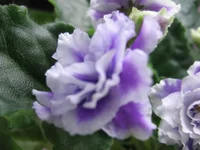 -Сливовый котейль_9419.webp