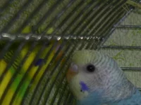 PIC_0800.webp