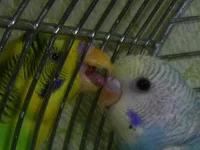PIC_0801.webp