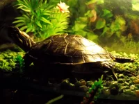 DSCF3071.webp