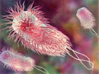 e_coli.webp