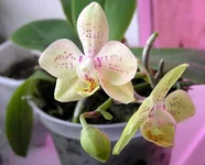 P1165176.webp