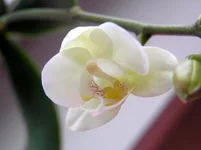 P1165178.webp