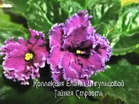 tainaa-strast-2.webp