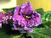 tainaa-strast.webp