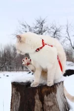 x_e03bfa54.webp
