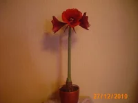 IMG_0686.JPG