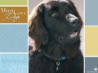 kinopoisk.ru-Must-Love-Dogs-224031--w--800.webp