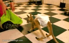 6217-lussi-0493_9d2e.gif