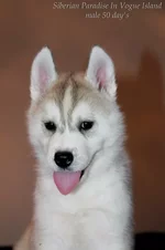 gkcch6KetPk.webp