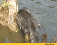 %D0%BE%D0%B4-%D0%BA%D0%B0%D1%82%D0%BE%D0%BC-757611.gif