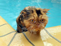 swimming_cats_are_640_09.jpg