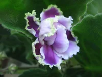 Louisiana Lullaby9428.webp